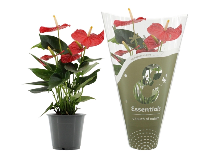 Anthurium Esudo in Essentials sleeve