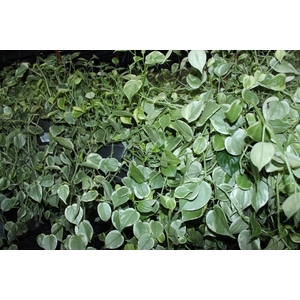 PEPEROMIA SCANDENS C21