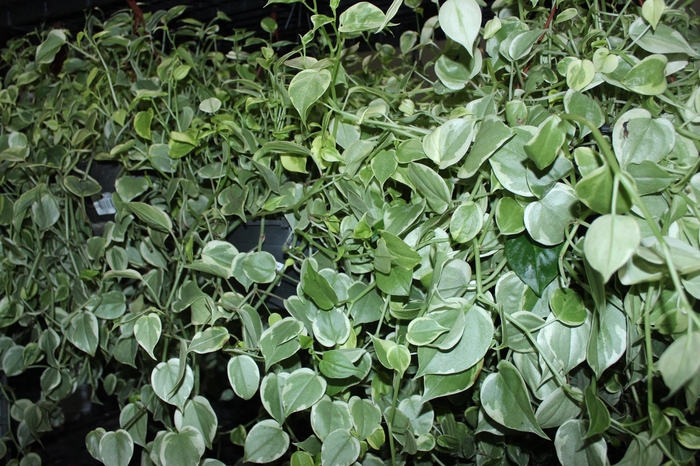 <h4>PEPEROMIA SCANDENS C21</h4>