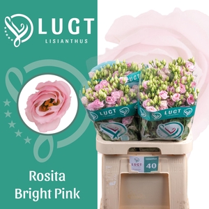 Lisianthus Rosita Bright Pink
