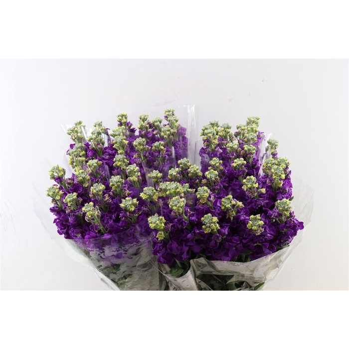 <h4>Matth Ov Purple</h4>