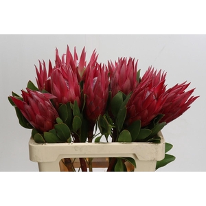 Protea Cynaroides Madiba