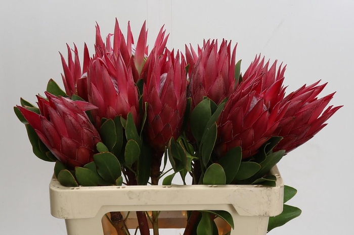 Protea Cynaroides Madiba