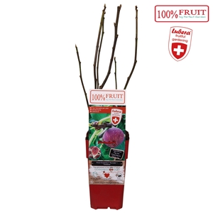 Ficus Gustissimo® Perretta® P15