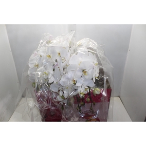 PHALAENOPSIS CASCATA ESPECIAL P15 BRANCO 3 HT