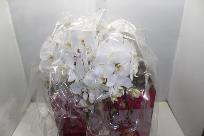 <h4>PHALAENOPSIS CASCATA ESPECIAL P15 BRANCO 3 HT</h4>