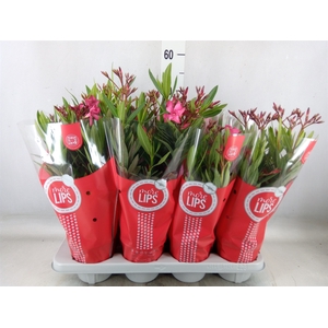 Nerium oleander   ...