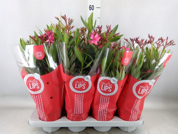 <h4>Nerium oleander   ...</h4>