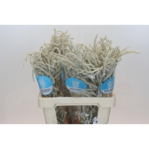 Amaranthus Yearming Desert Cohen