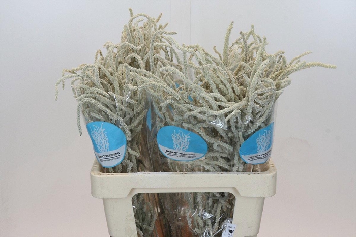 <h4>Amaranthus Yearming Desert Cohen</h4>