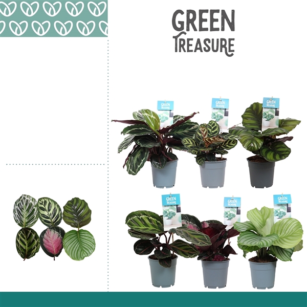 <h4>Calathea Exclusief gemengd</h4>