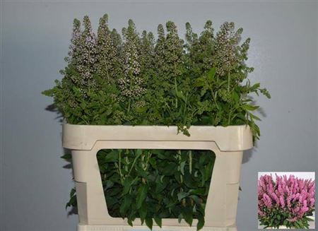 <h4>Spiraea Mag Pi Innocence</h4>