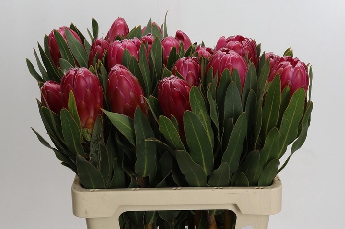 <h4>PROTEA BRENDA</h4>