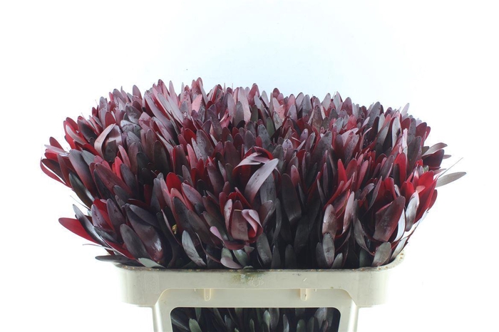 <h4>Leucad Saf Sunset</h4>