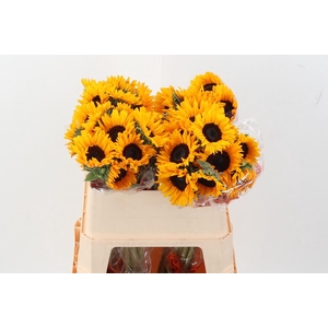 Heli Orange Fire 75cm