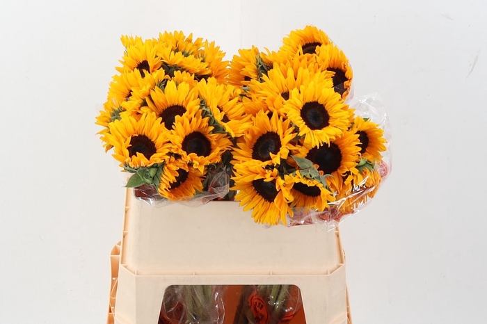 <h4>Heli Orange Fire 75cm</h4>