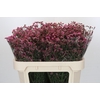 Limonium China Red