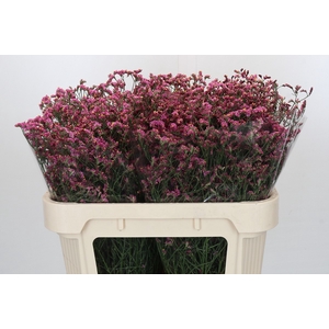 Limonium China Red