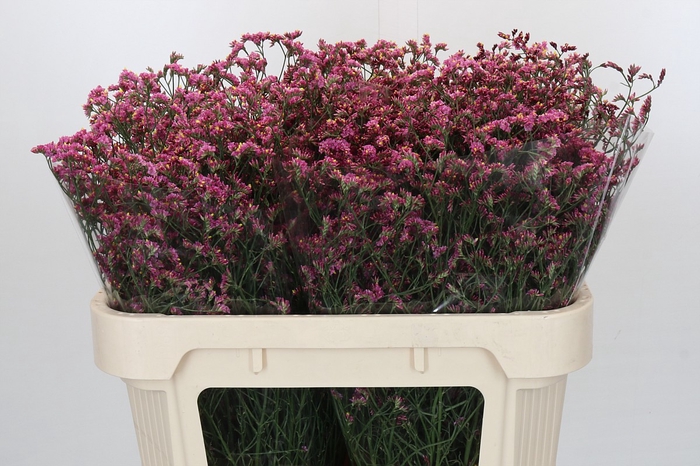 <h4>Limonium China Red</h4>