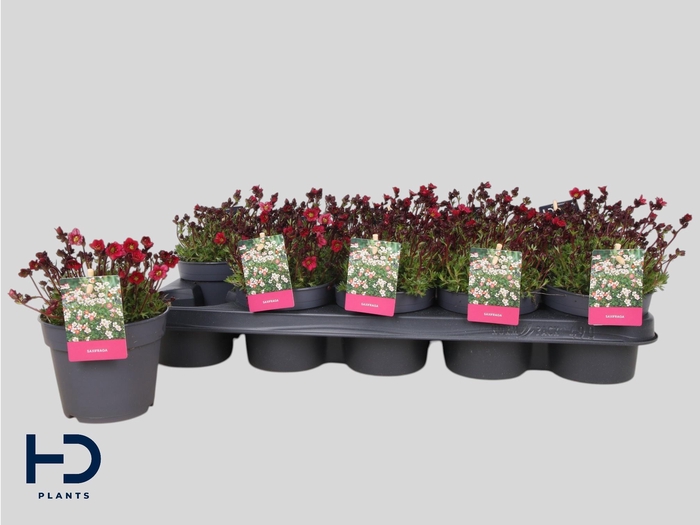 <h4>SAXIF AR MARTO RED</h4>