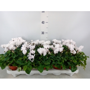 Cyclamen KL 'Carino'
