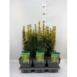 Taxus baccata 'David'