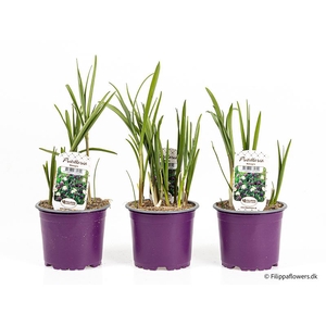 FRITILLARIA MELEAGRIS