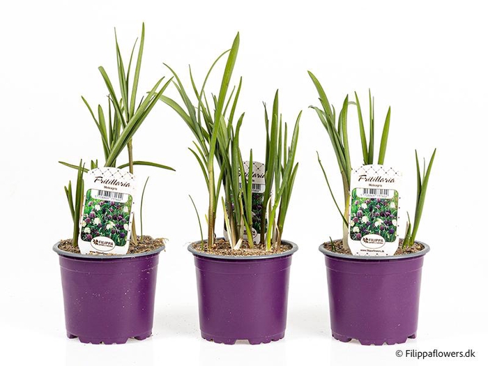 <h4>FRITILLARIA MELEAGRIS</h4>
