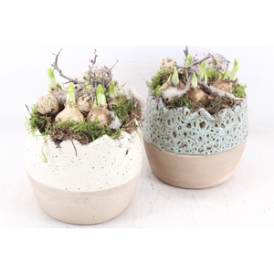 arr4 Narcis MB - Bleu/white half egg x3