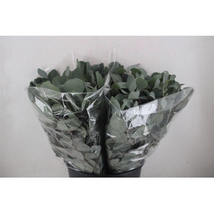 Euca Populus Short 150gr P Bunch