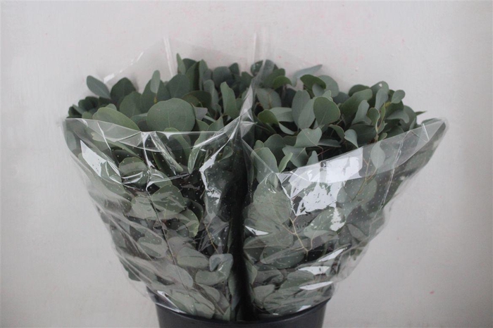 <h4>Euca Populus Short 150gr P Bunch</h4>