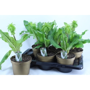 EUCOMIS BICOLOR