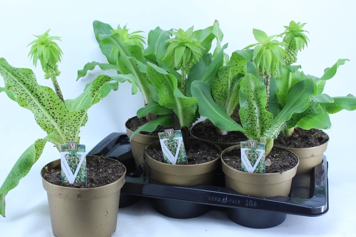 <h4>EUCOMIS BICOLOR</h4>