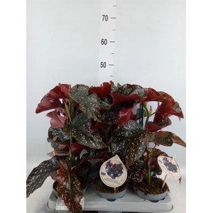 Begonia   ...
