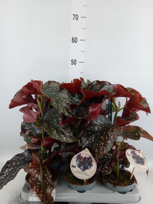 <h4>Begonia   ...</h4>