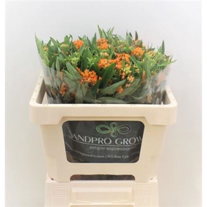 ASCL TUBEROSA