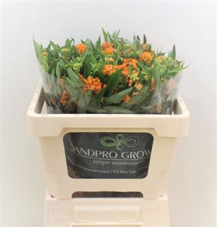 ASCL TUBEROSA
