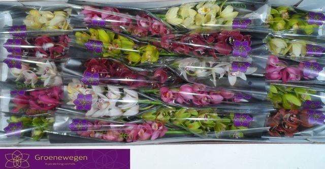 <h4>CYMB MI GEM 40 CM</h4>