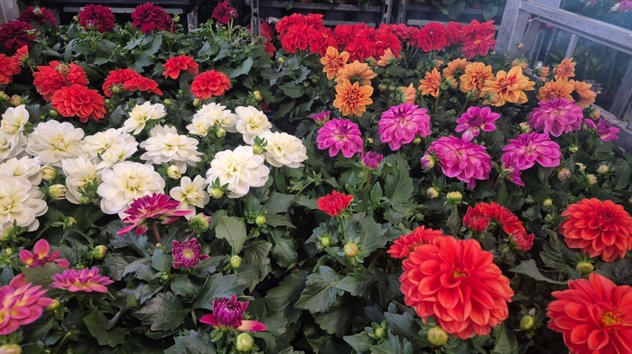 <h4>DAHLIA ROYAL GEM</h4>