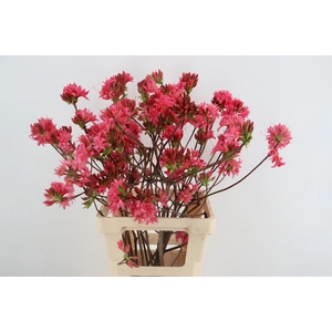 RHODO. DOUBLE PINK 065CM