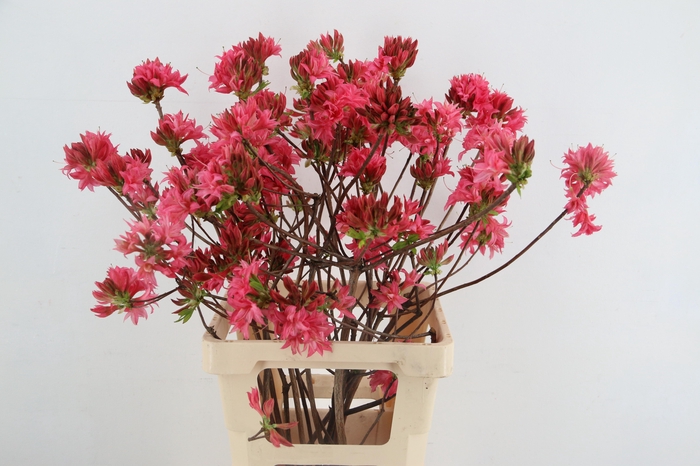 <h4>RHODO. DOUBLE PINK 065CM</h4>