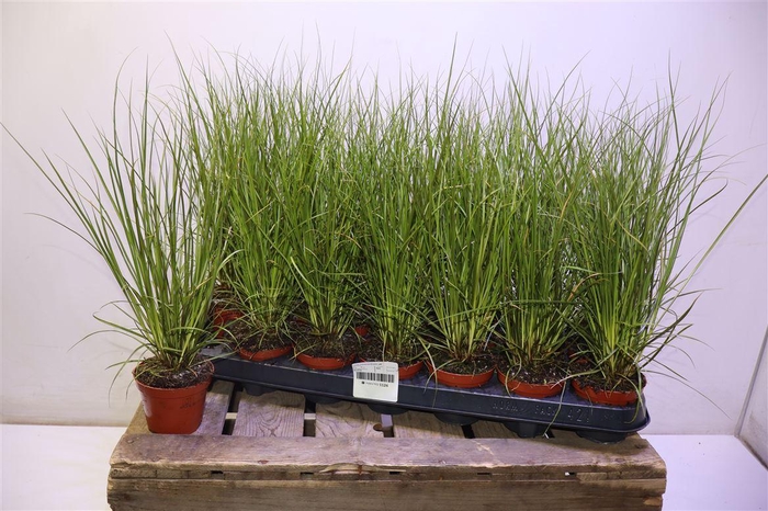 <h4>arr8 Care Cg Phoenix Gr</h4>