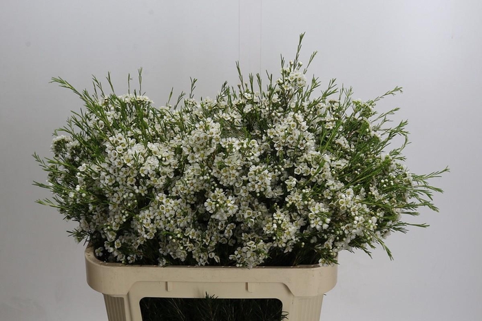 <h4>Chamelaucium Arbel</h4>