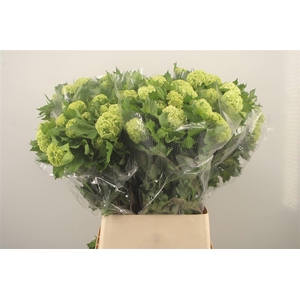 Viburnum Roseum St 2+