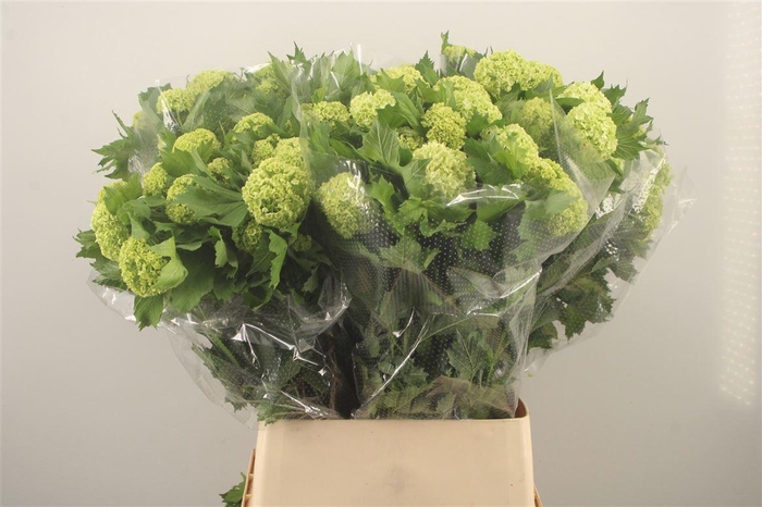 <h4>Viburnum Roseum St 2+</h4>