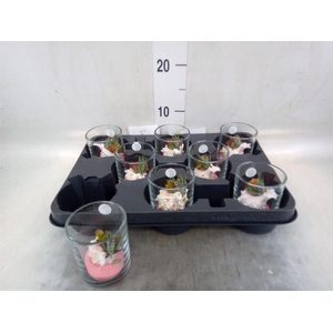 Planten  ..in schelp L%