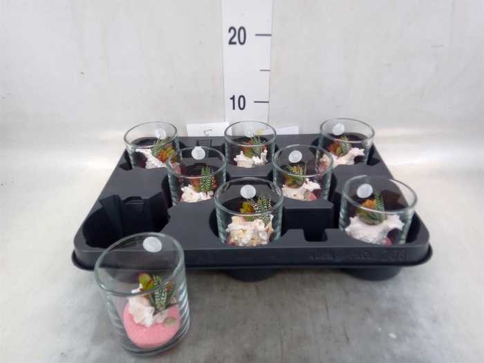 <h4>Planten  ..in schelp L%</h4>