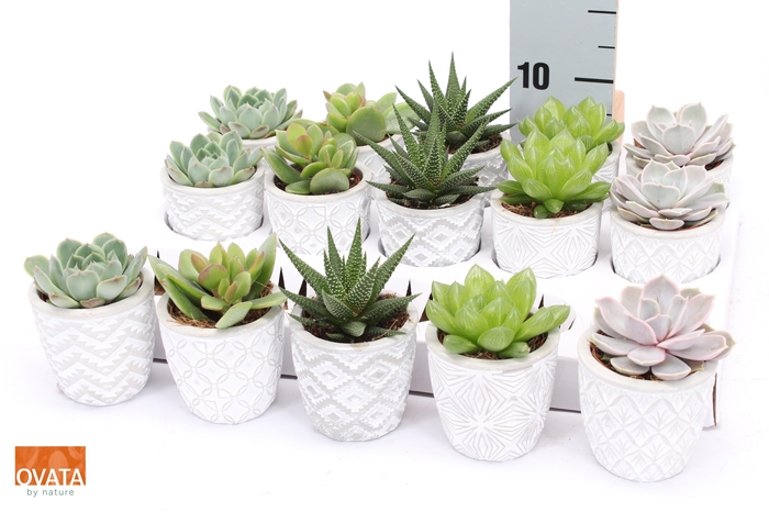 <h4>SUCC GEM 5 SRT</h4>