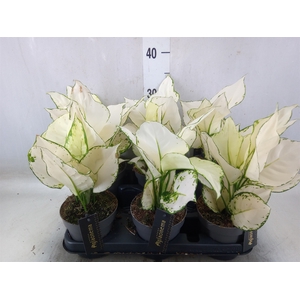 Aglaonema  'White Joy'