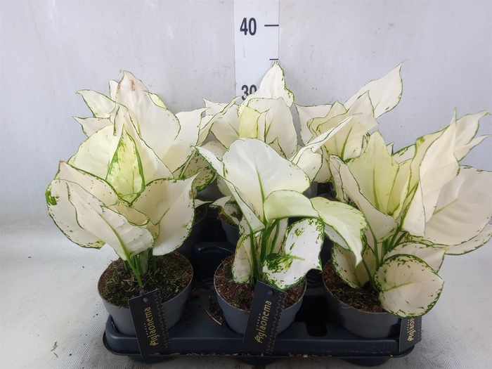 <h4>Aglaonema  'White Joy'</h4>